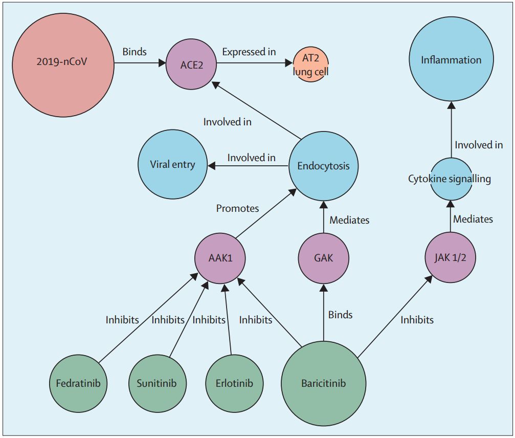 心脏细胞,尤其是肺泡Ⅱ型上皮细胞(alveolar epithelial type Ⅱ cell